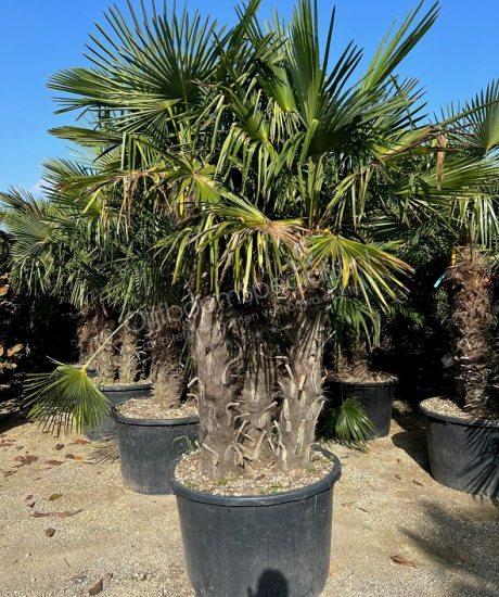 Meerstammige Trachycarpus Fortunei kopen