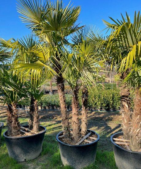 Meerstammige Palmboom 