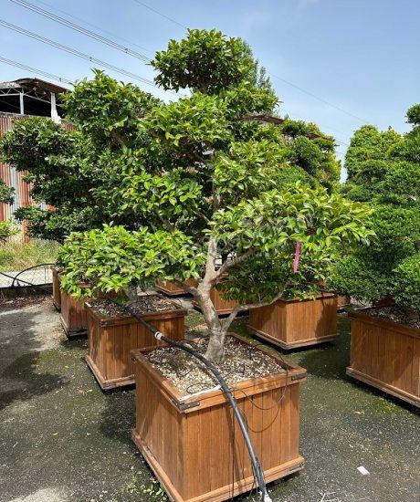 camelia japonica bonsai kopen