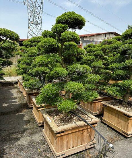 Ilex crenata bonsai kopen