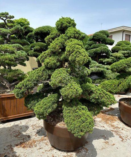 juniperus chinensis bonsai kopen