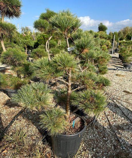 Pinus strobus bonsai kopen