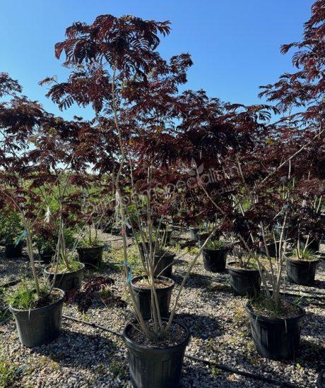 Perzische slaapboom meerstammig kopen Albizia julibrissin 'Summer Chocolate'