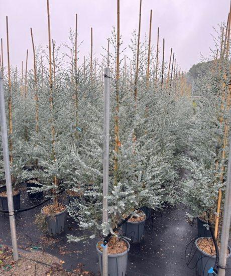 Eucalyptus gunnii 'Azura' beveerd kopen Eucalyptus