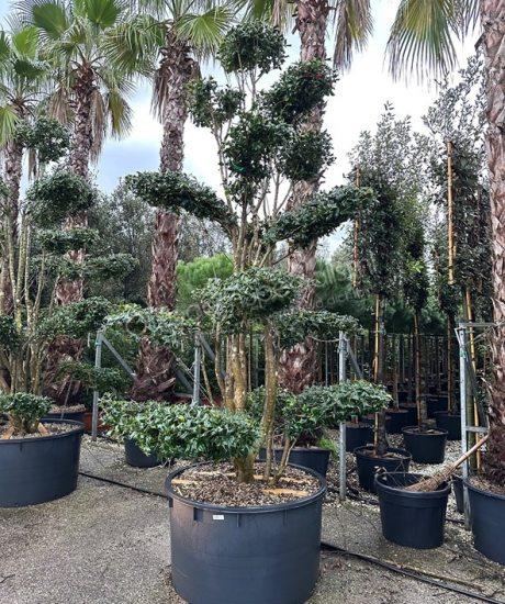 Ilex nellie stevens bonsai kopen