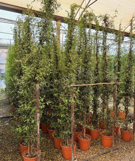 Toscaanse jasmijn kopen Trachelospermum jasminoides