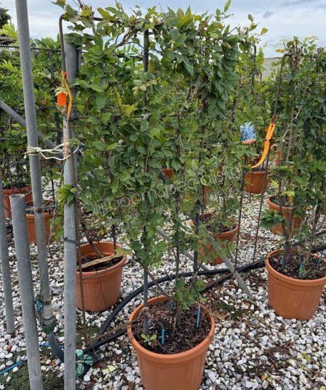 Wisteria leischerm kopen