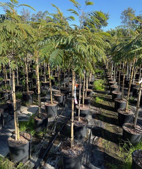 Albizia julibrissin 'Ombrella' halfstam kopen Perzische slaapboom