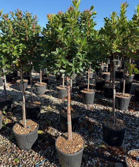 Arbutus unedo halfstam kopen aardbeienboom