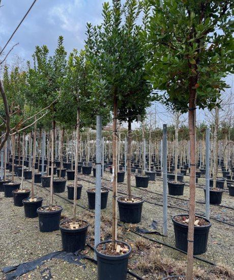 Arbutus unedo hoogstam kopen aardbeienboom