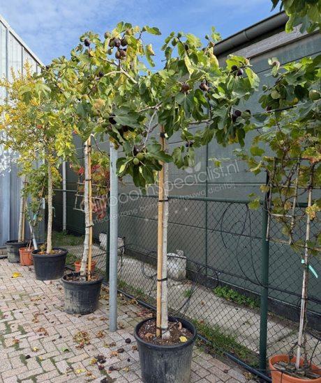 Vijgenboom - Ficus carica - Hoogstam kopen