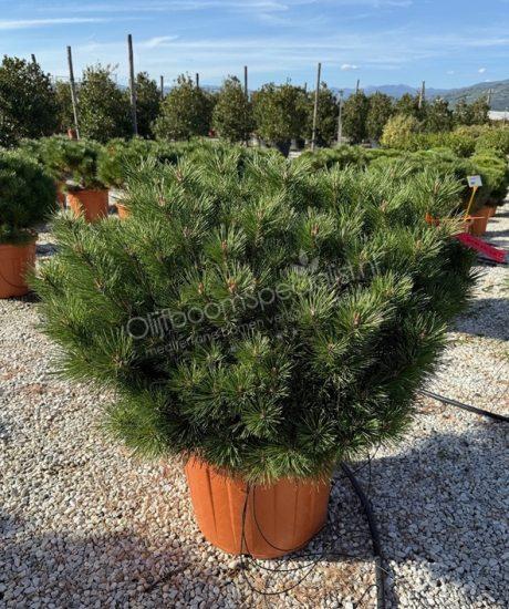 Pinus nigra 'Bambino' kopen