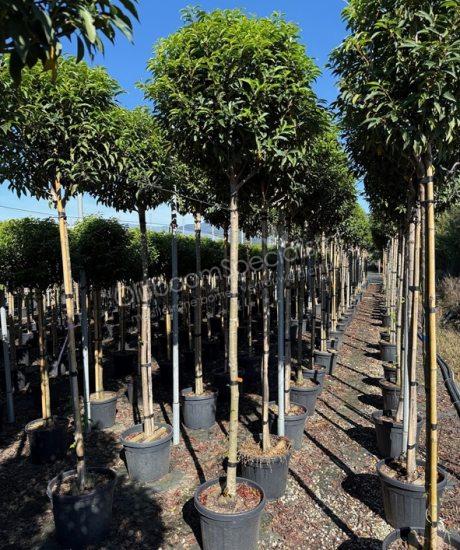 Prunus lusitanica 'Angustifolia' hoogstam kopen Portugese laurier