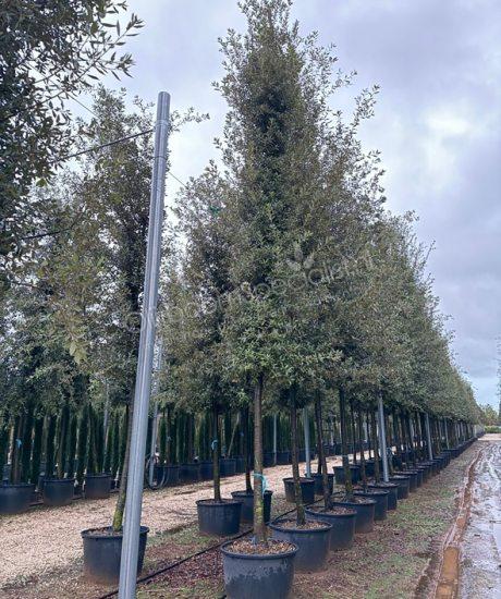 Quercus Ilex cilinderkroon Steeneik