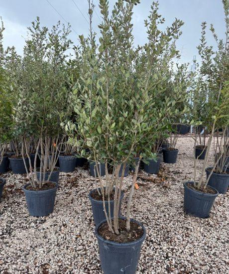 Steeneik meerstammig Quercus Ilex