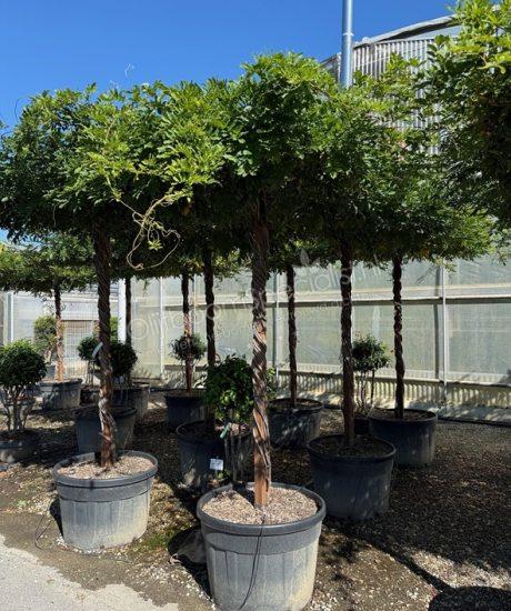 Blauwe regen kopen Wisteria brachybotrys 'Yokohama'