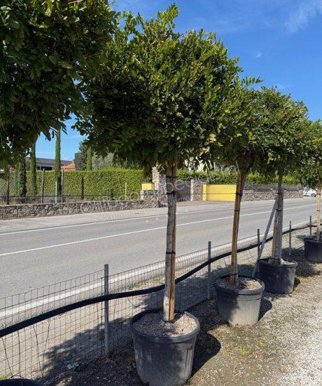 Blauwe regen hoogstam kopen Wisteria sinensis Wisteria floribunda