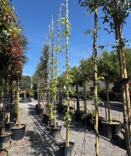 Wisteria sinensis Wisteria floribunda klimplant blauwe regen