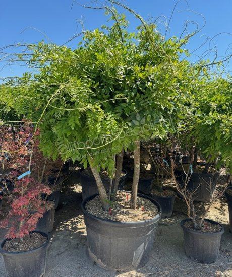 Wisteria meerstammig kopen