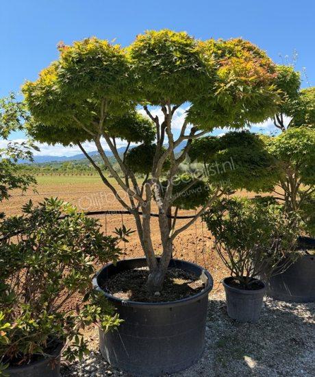 Japanse esdoorn bonsai kopen Acer palmatum 