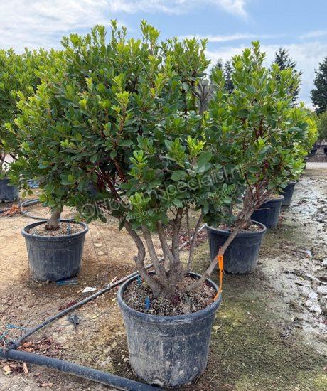Arbutus unedo meerstammig kopen aardbeienboom