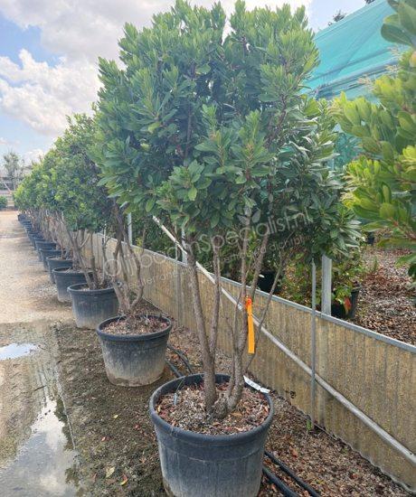 Arbutus unedo meerstammig kopen aardbeienboom