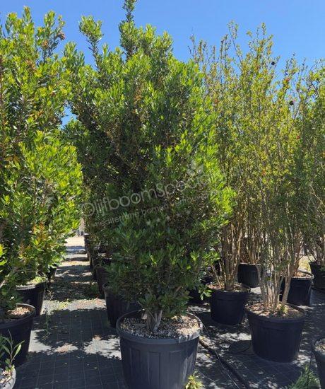 Aardbeienboom struikvorm kopen Arbutus unedo