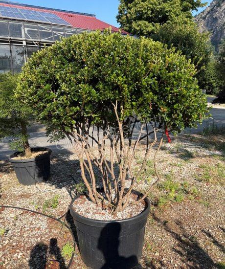 Azalea japonica meerstammig kopen