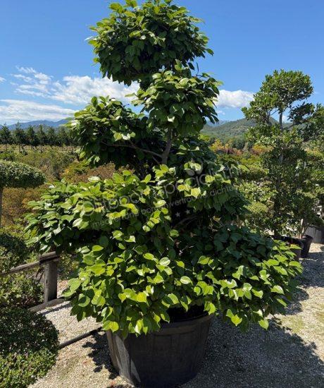 Camellia japonica bonsai kopen