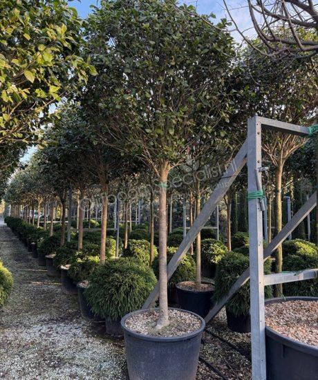 Camelia japonica hoogstam kopen