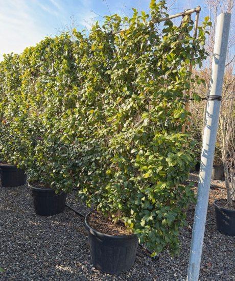 Camelia japonica leischerm kopen