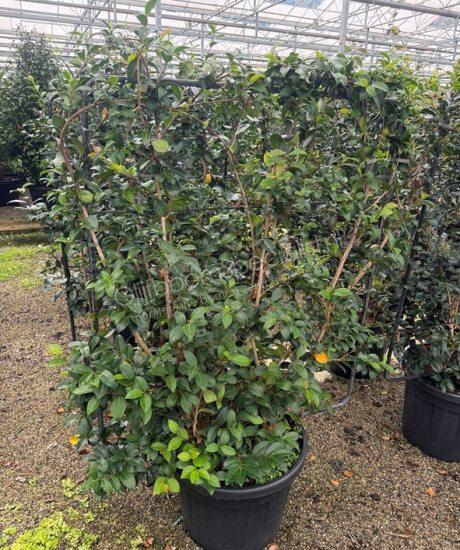Camellia sasanqua leischerm kopen