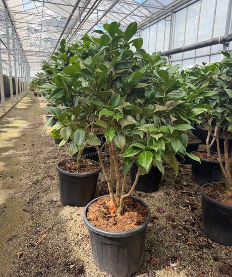 Camellia japonica meerstammig kopen