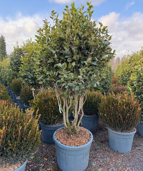 Camelia japonica meerstammig kopen