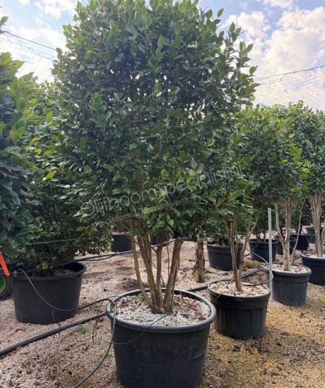 Camellia japonica meerstammig kopen
