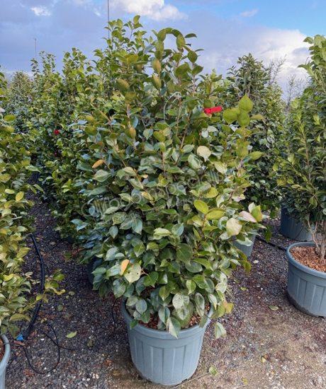 Camelia japonica struik kopen