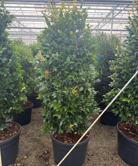 Camellia japonica struik kopen