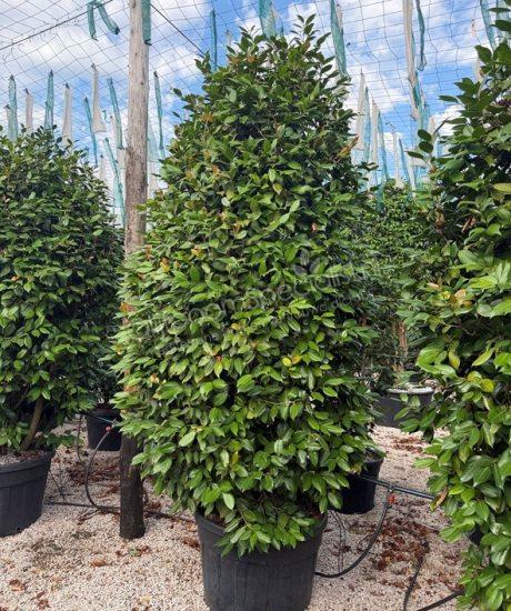 Camellia japonica struik kopen
