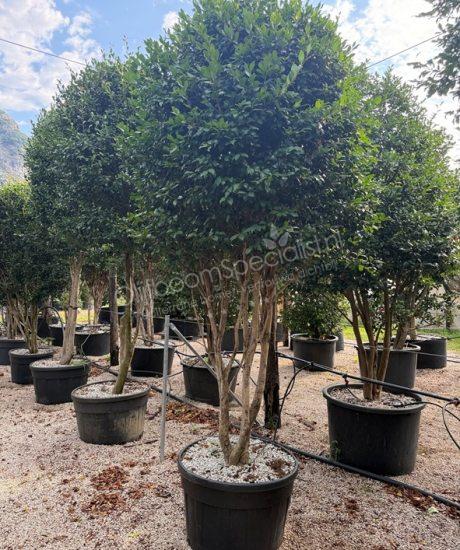 Camellia sasanqua meerstammig kopen