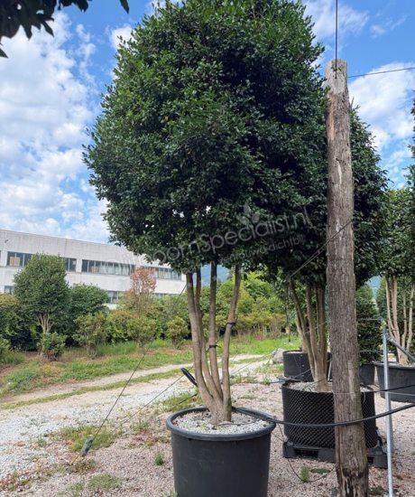 Camellia sasanqua meerstammig kopen