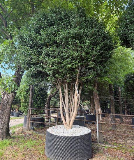 Camellia sasanqua meerstammig kopen
