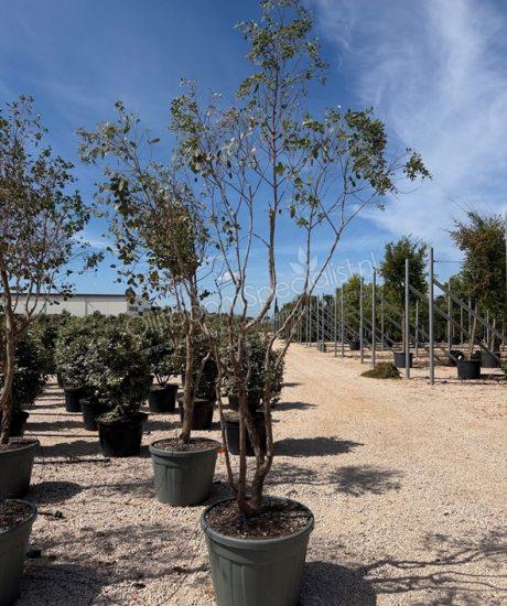 Eucalyptus meerstammig kopen Eucalyptus gunnii 'Azura'