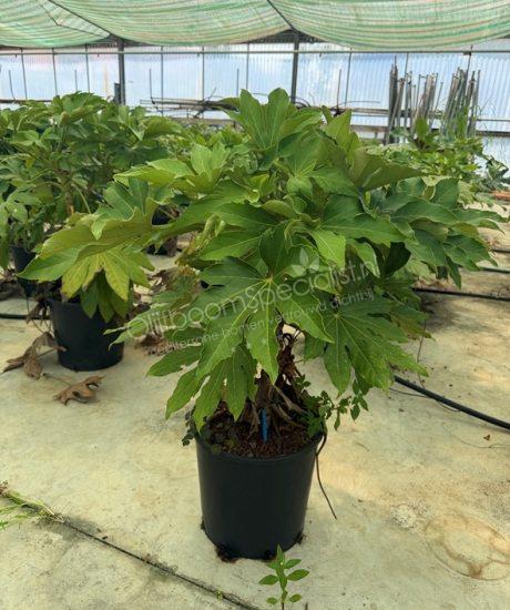 Fatsia japonica vingerplant kopen