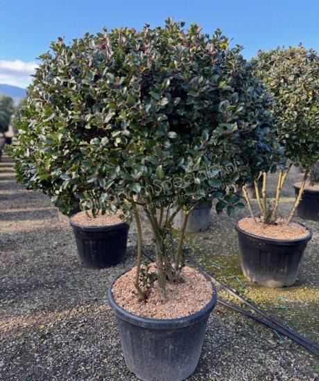 Ilex meserveae 'Blue Prince' meerstammig kopen