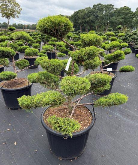 Juniperus media 'Old Gold' bonsai kopen