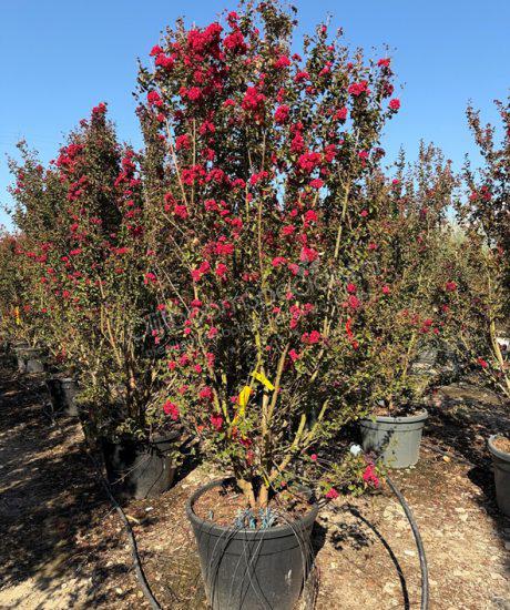 Indische Sering meerstammig Lagerstroemia indica