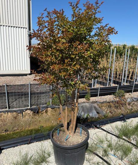 Mimosa meerstammig kopen Lagerstroemia indica
