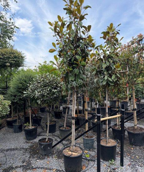 Magnolia grandiflora 'Goliath' halfstam kopen groenblijvende tulpenboom