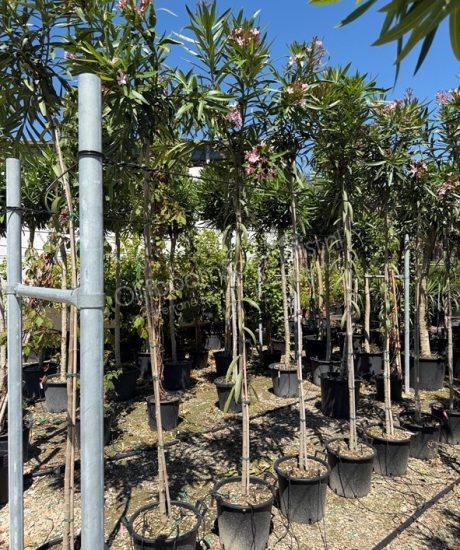 Oleander kopen Nerium oleander hoogstam