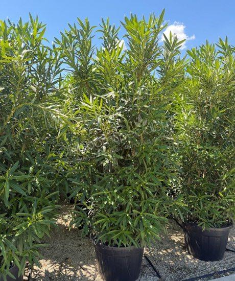 Nerium oleander kopen oleander